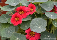 De Baby Rose van dichtbij.